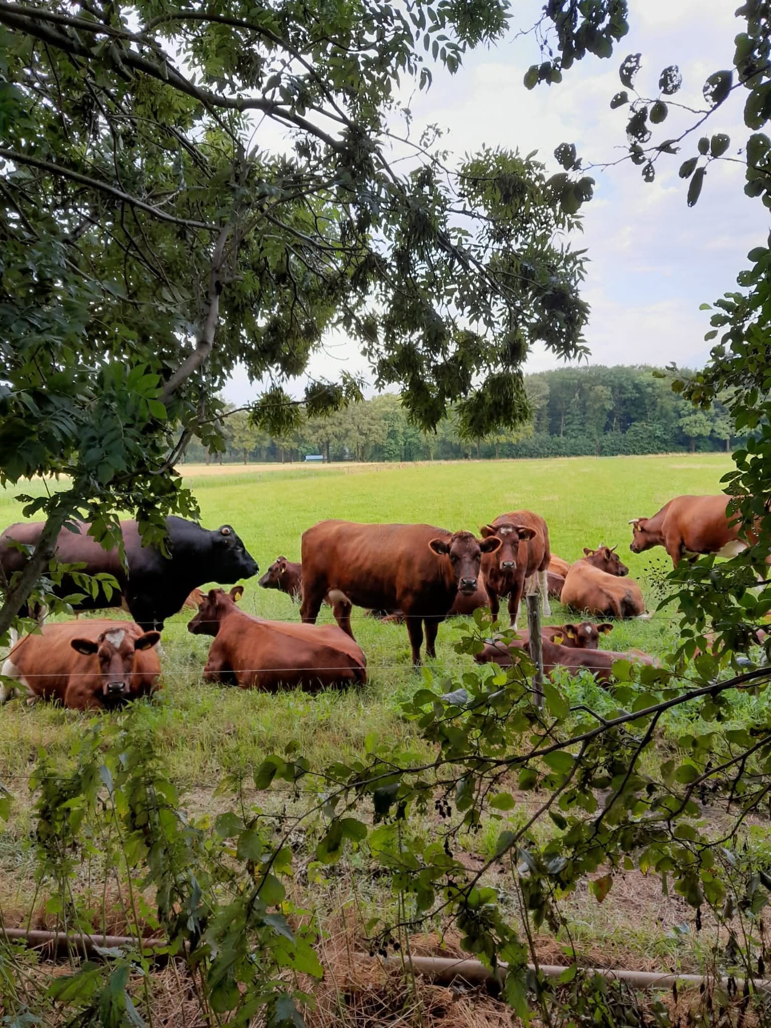 Fantastisch rundvlees van boer Jonny van Schitterund in het assortiment van Boerderijwinkel Lensink Aardappelen Aalten.